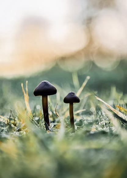 3-daagse psilocybine-retraite voor vrouwen in Nederland