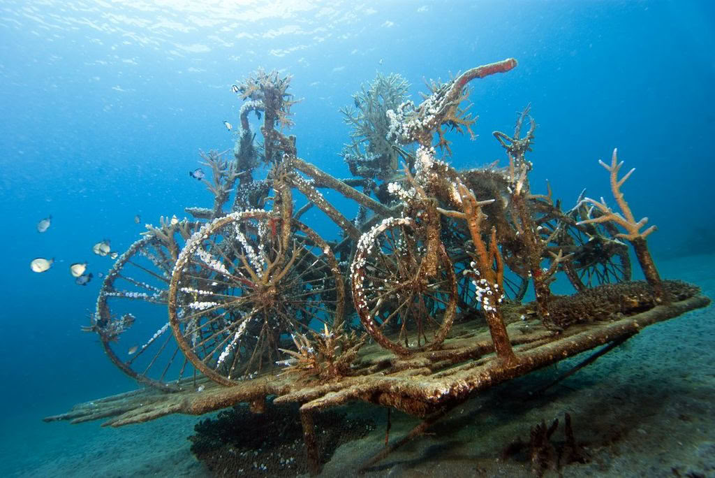 Introductieve duik bij Lovina Reef, 2 duiken