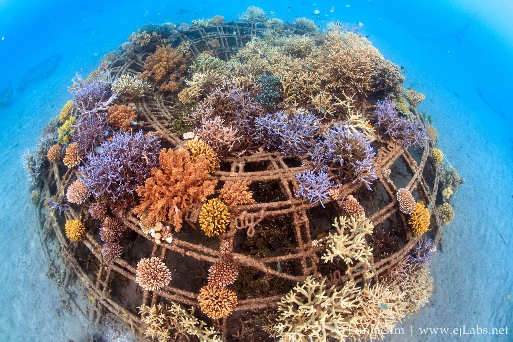 Tour door Pemuteran met snorkelen