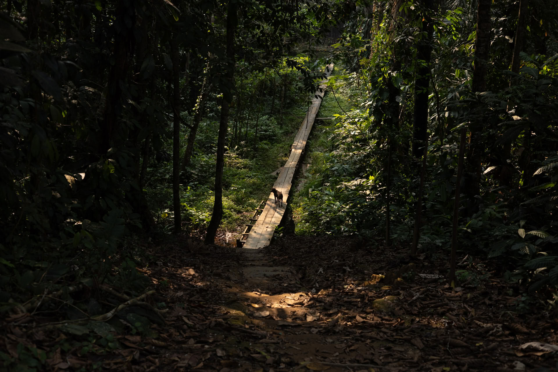 Open ayahuasca-retreat bij Psychonauta Tribe