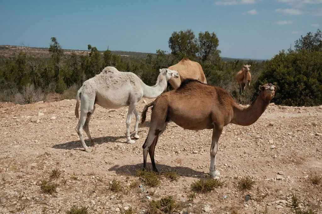 Yoga-, meditatie- en cultuuretraite