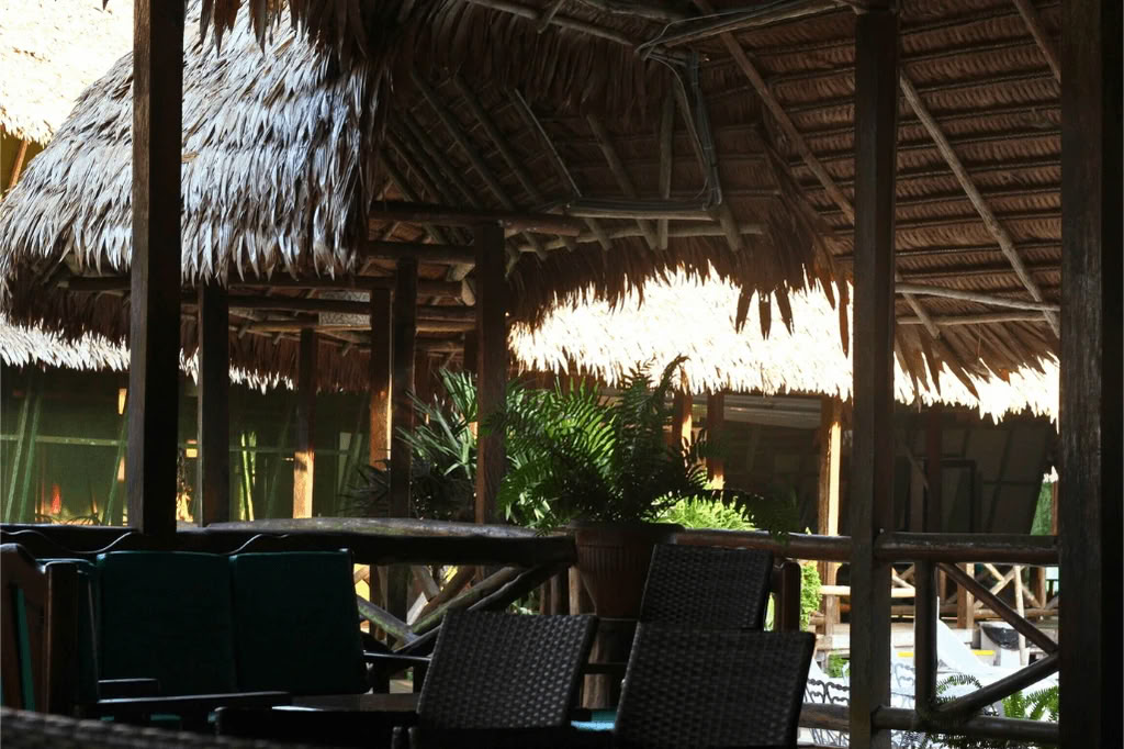 Amazone - Blue Morpho Lodge 3 ayahuasca & 1 San Pedro