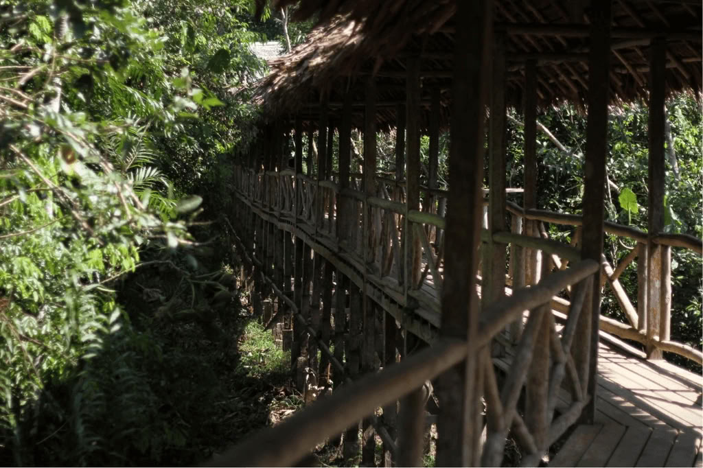 Amazone - Blue Morpho Lodge 3 ayahuasca & 1 San Pedro