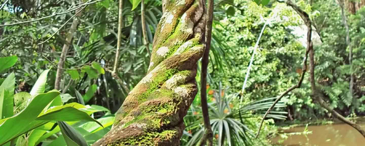 Basis Ayahuasca-retreat