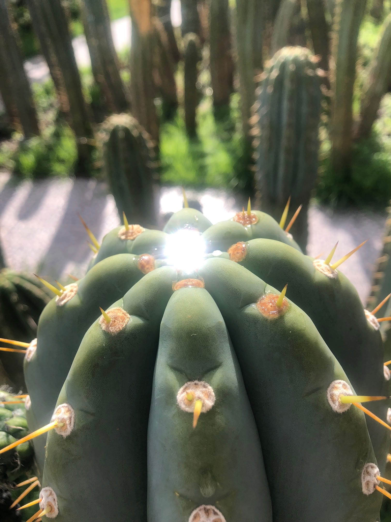 San Pedro-ceremonie