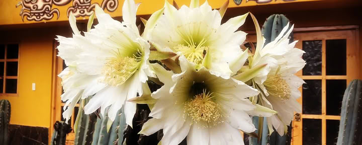 San Pedro-ceremonie