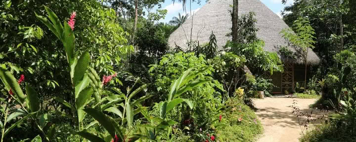 Leven in Afstemming: Ayahuasca Healing Retreat