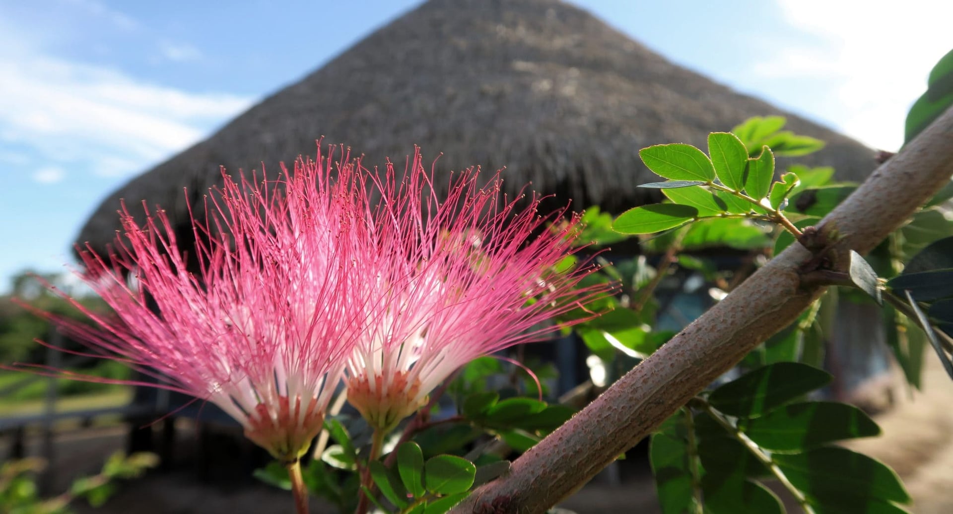 Ayahuasca Helingsretraite + 5-daagse Integratieretraite