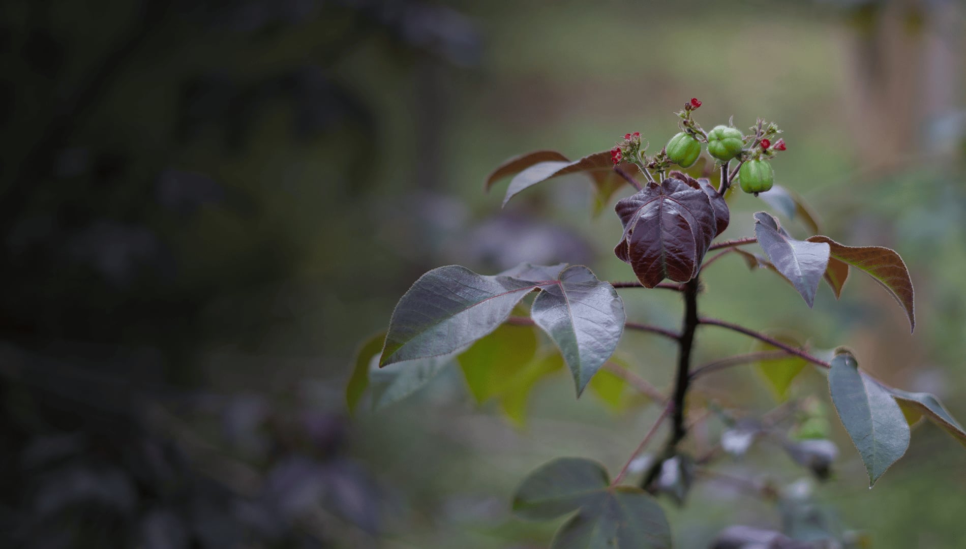 Ayahuasca Helingsretraite + 5-daagse Integratieretraite