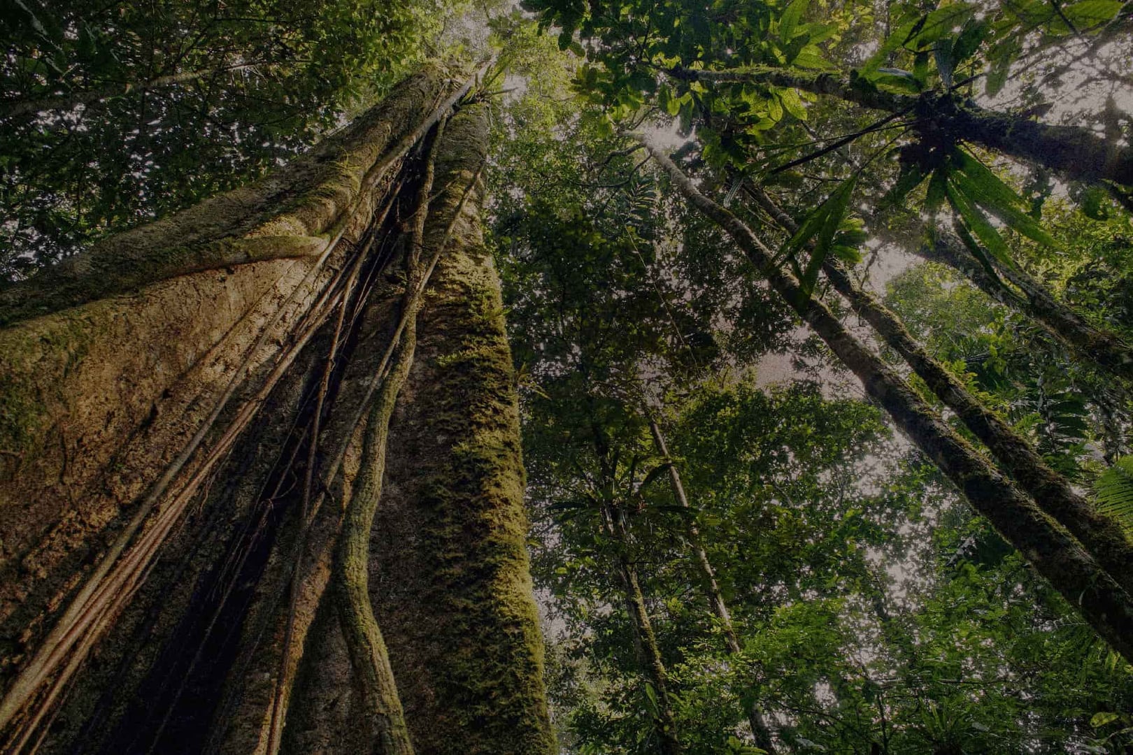 Ayahuasca Helingsretraite + 5-daagse Integratieretraite