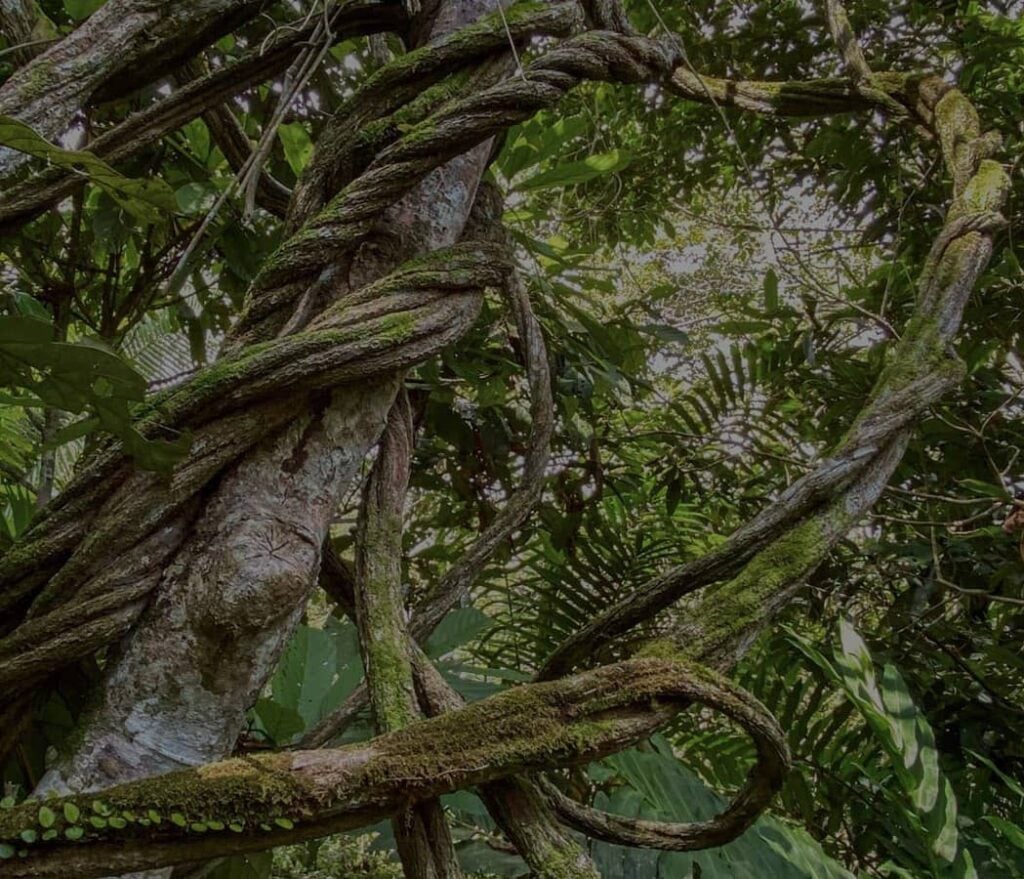 Ayahuasca-healingretraite voor vrouwen