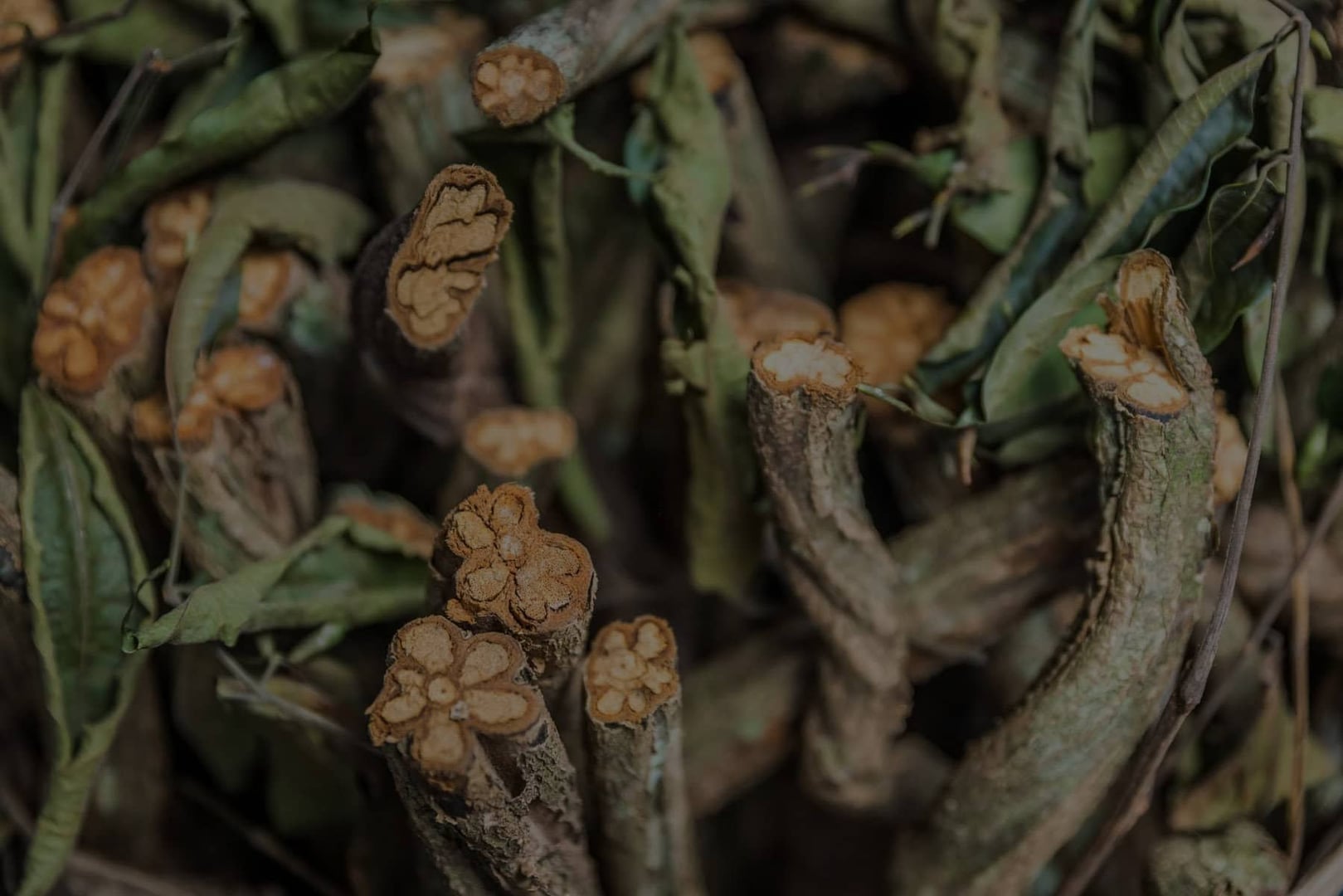 Leven in Afstemming Ayahuasca Helingsretreat + 5-daagse Integratieverlengingsretreat