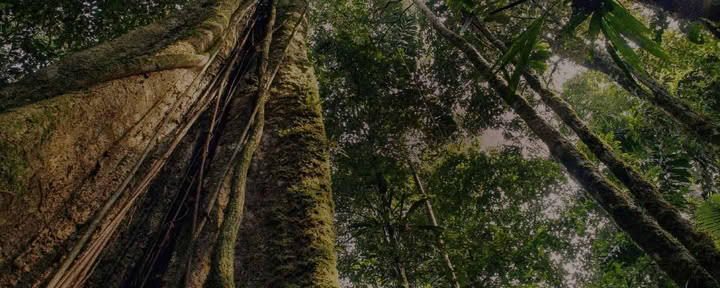 Traditionele plantendiëten bij Shipibo Rao