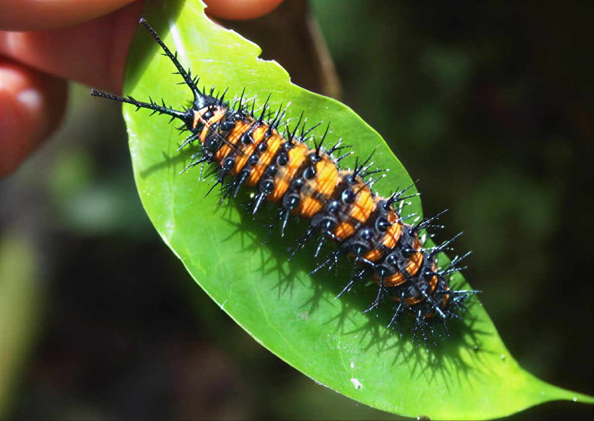 5-daagse ayahuasca-retreat in Ecuador