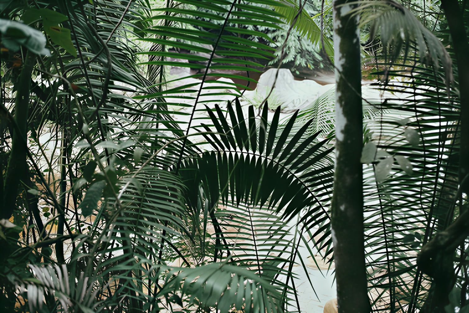 10-daagse ayahuasca- en yogaretreat