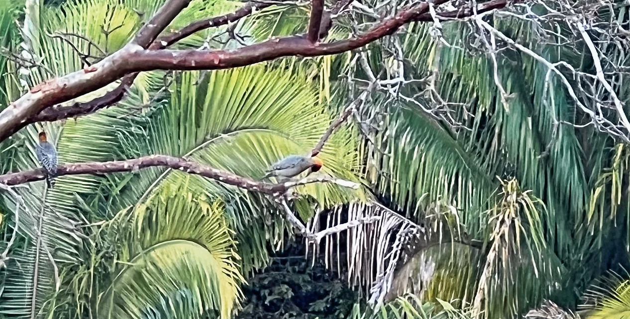 Vogels kijken, yoga & welzijnsretreat