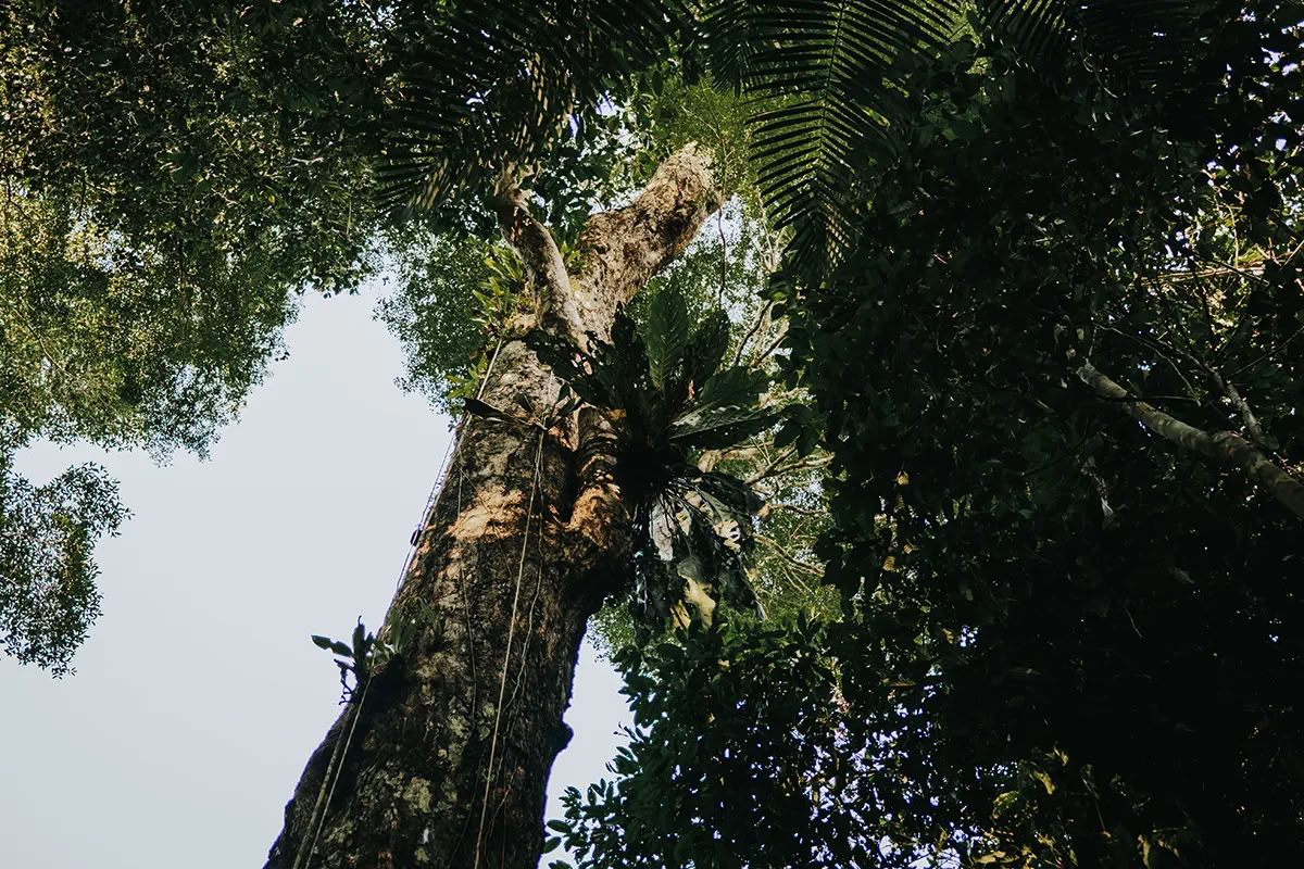 11-daagse ayahuasca-retreat in Peru – 18 - 28 september 2026 | Shipibo-genezing & integratie