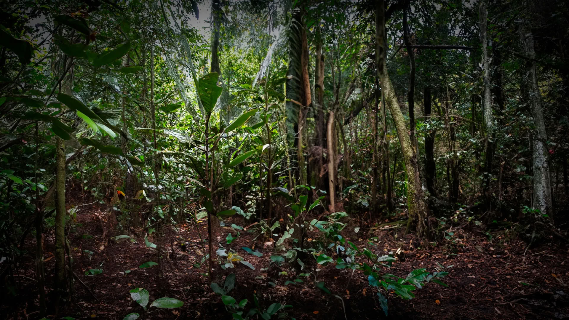 11-daagse ayahuasca-retreat in Peru – 18 - 28 september 2026 | Shipibo-genezing & integratie