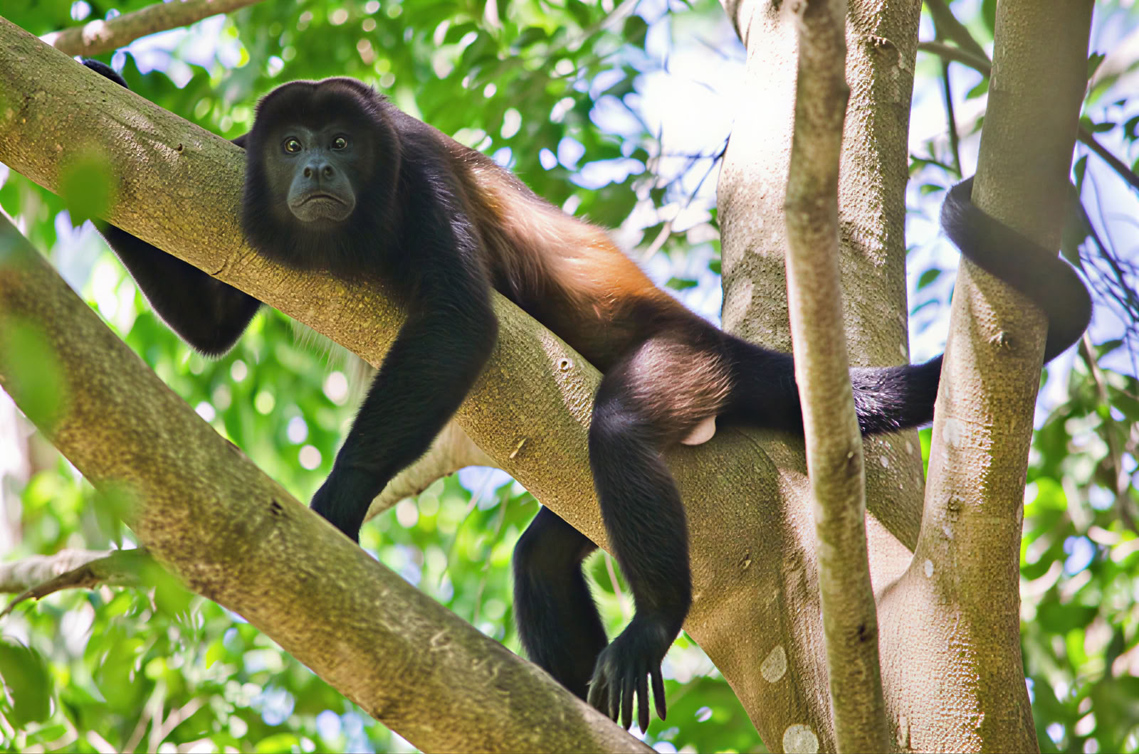 Dagtrip naar Manuel Antonio (een dagtrip vanuit San José)