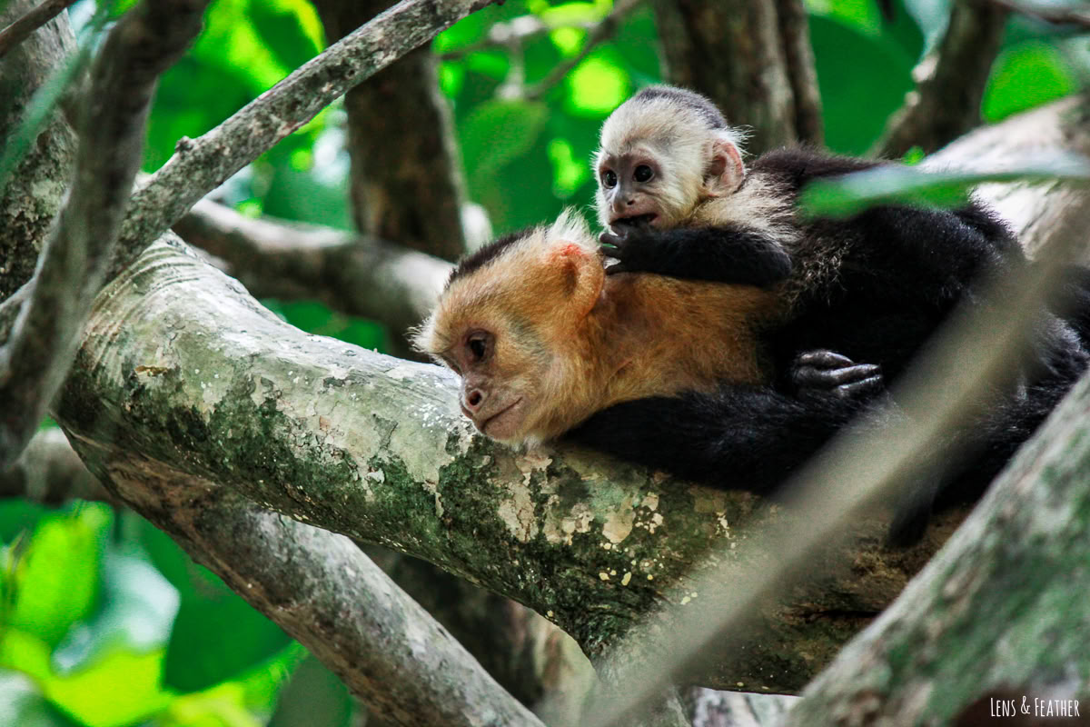 Dagtrip naar Manuel Antonio (een dagtrip vanuit San José)