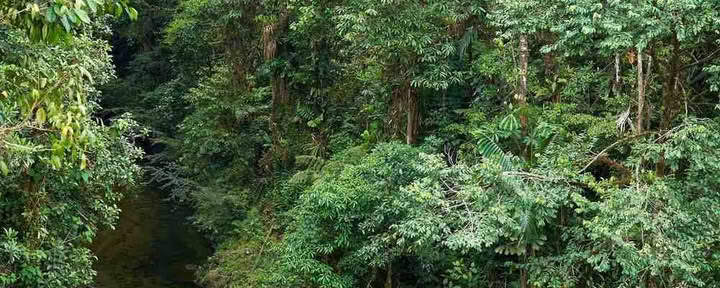 Ayahuasca-initiatieretraite: 7 en 14 dagen – 3-24 februari 2027
