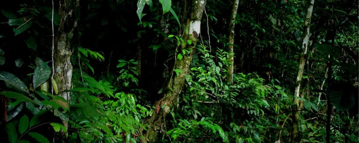 Privé jungle-ervaring