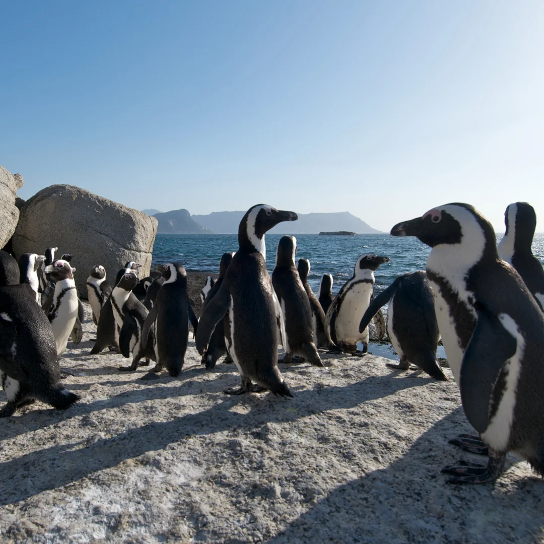 SUP-safari in Kaapstad