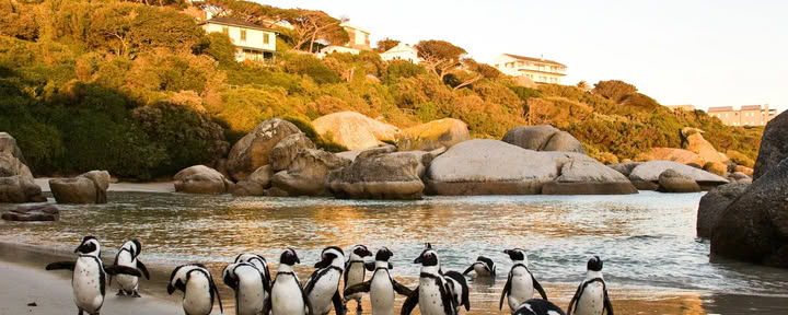 SUP-safari in Kaapstad