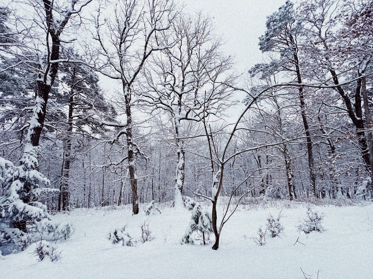 ForREST Retreat: Winterse Winterslaapweekend — Wilde Natuurretraites
