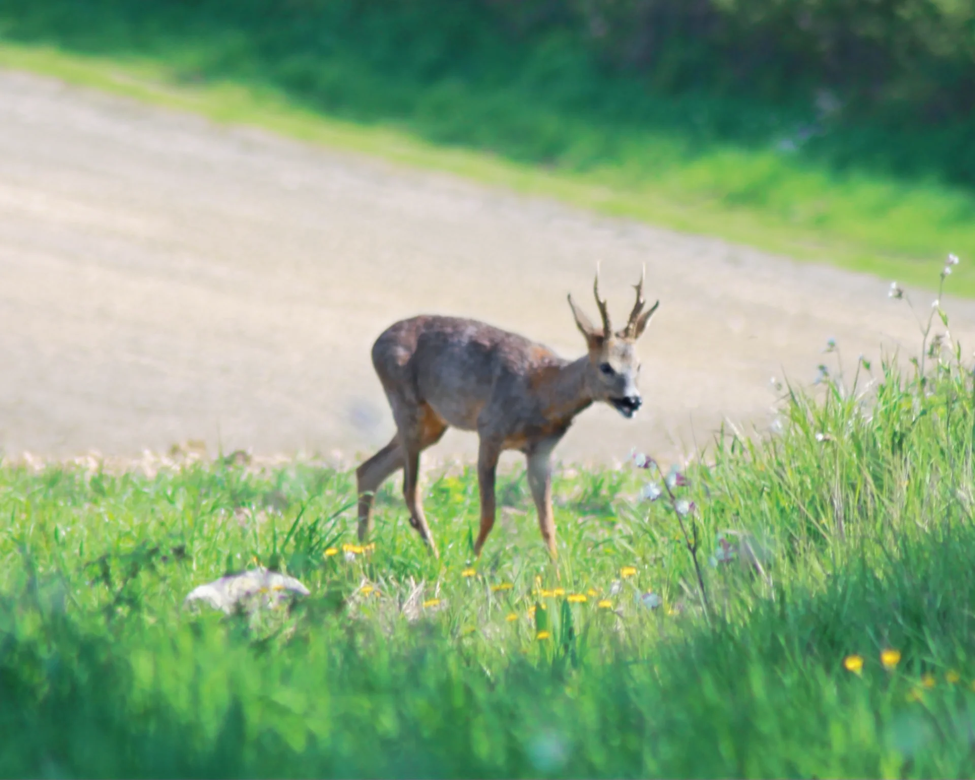 Wandel de Blues Weg