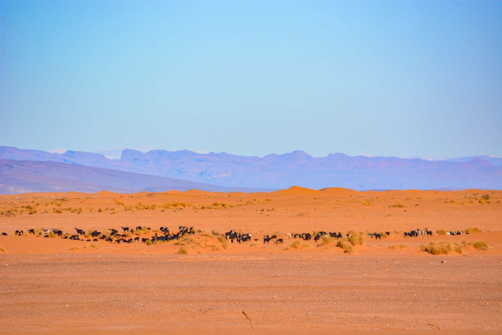 8-daagse reis van Marrakesh naar de woestijn via Merzouga