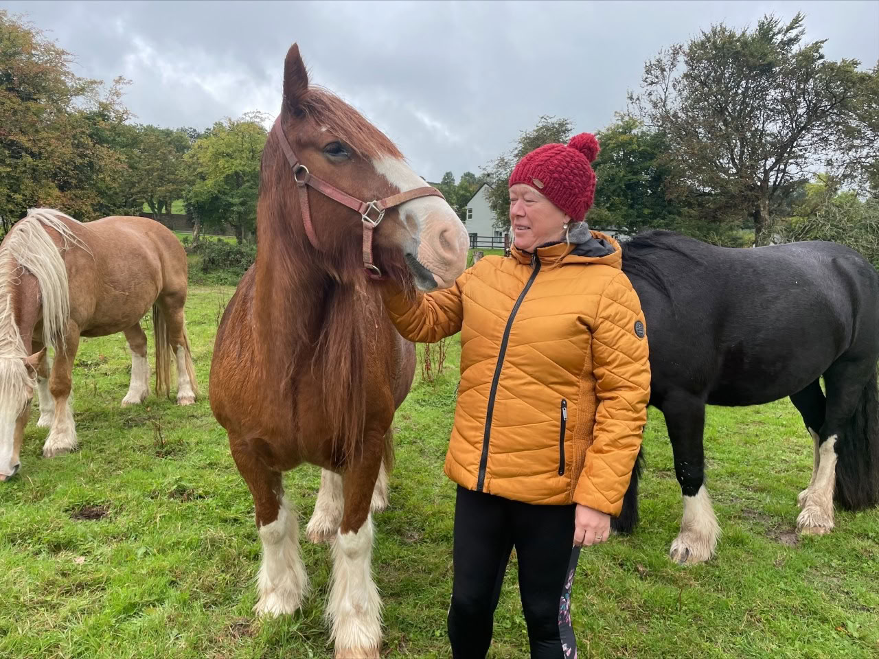 Zelfliefderetraite met de paarden