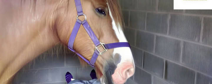 Paardentherapie 1-op-1
