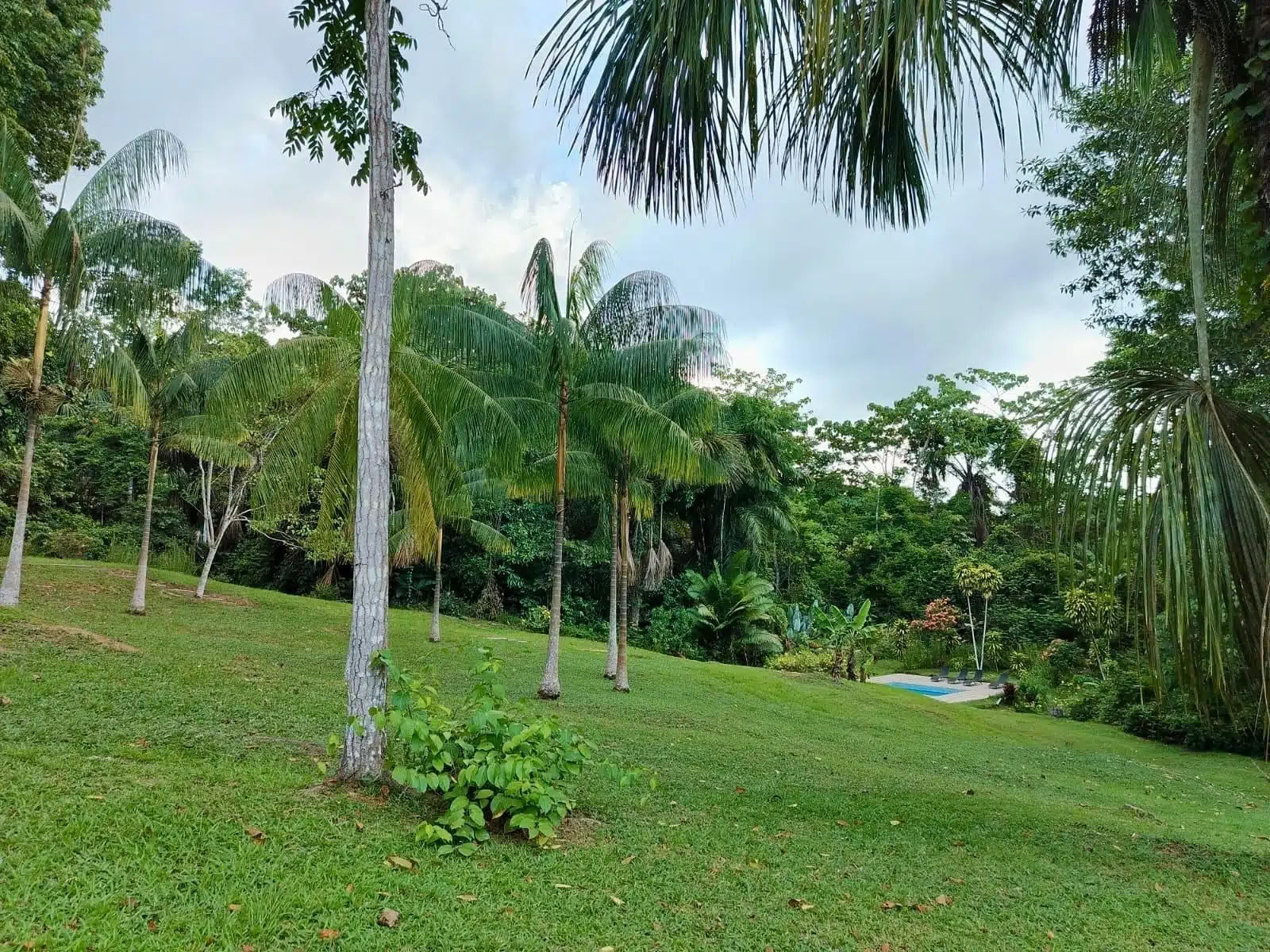 5-daagse ayahuasca- en san pedro-retreat