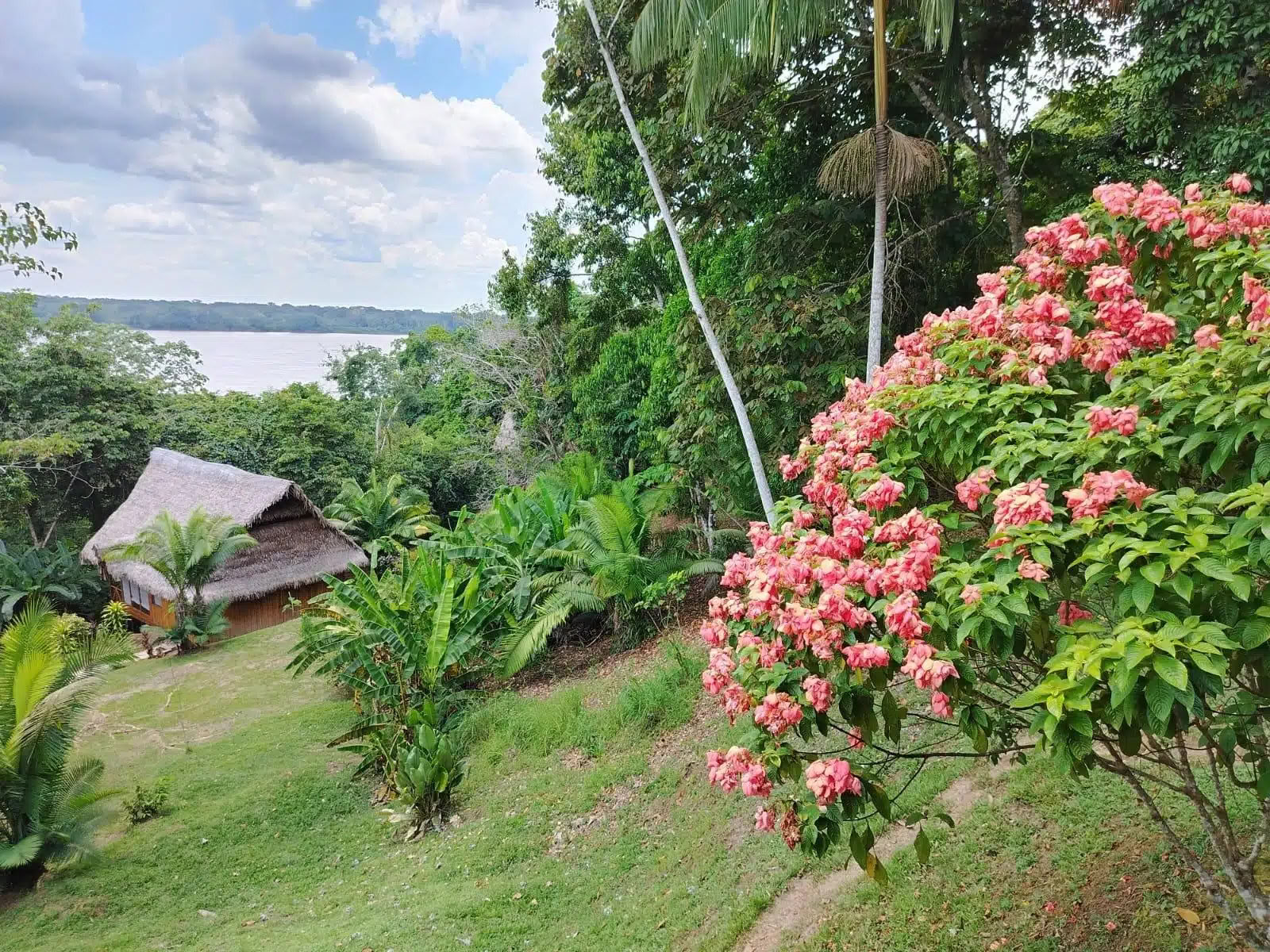 5-daagse ayahuasca- en san pedro-retreat