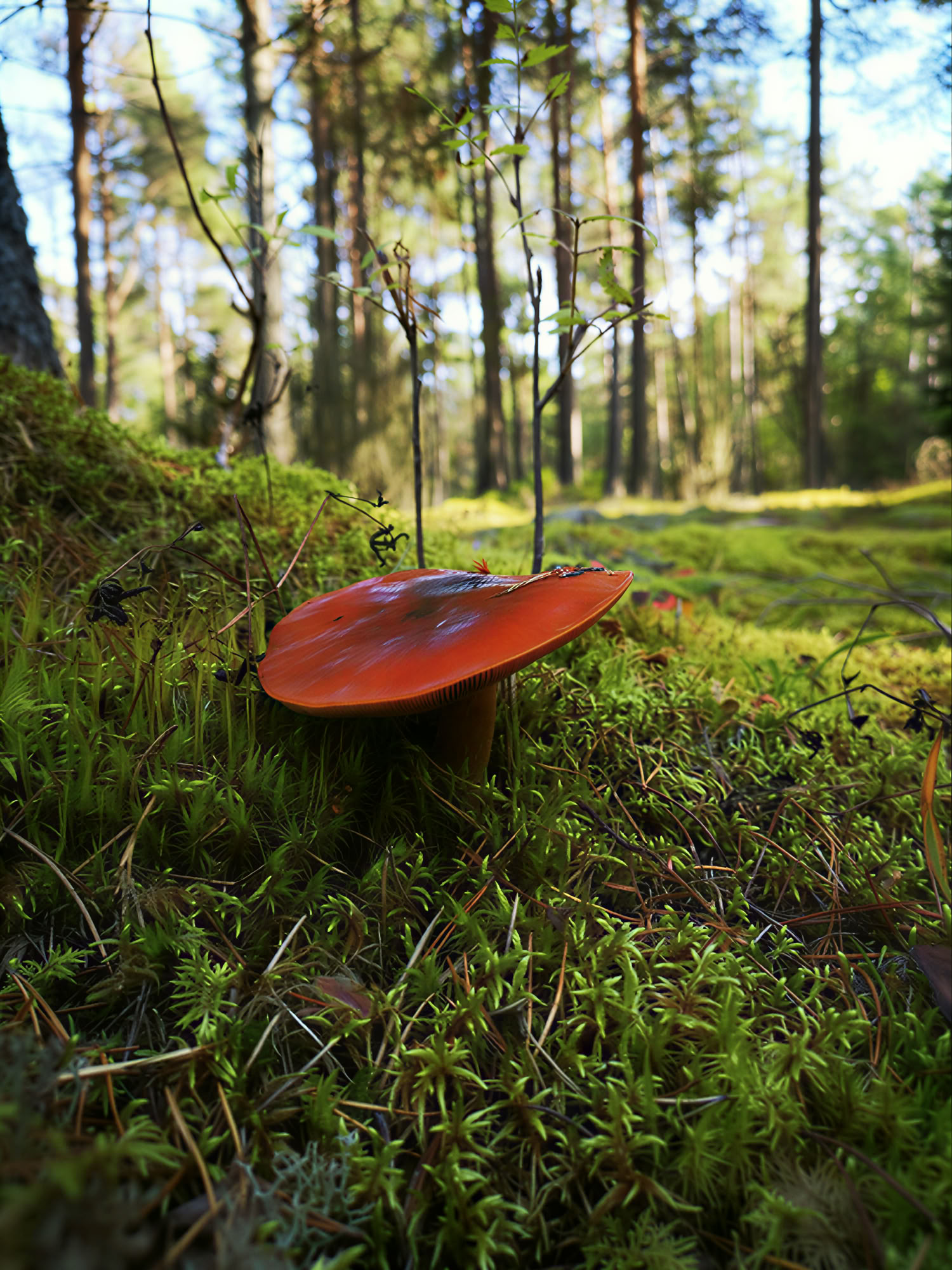 Spirituele Natuurretraite: Loslaat Gewoonten