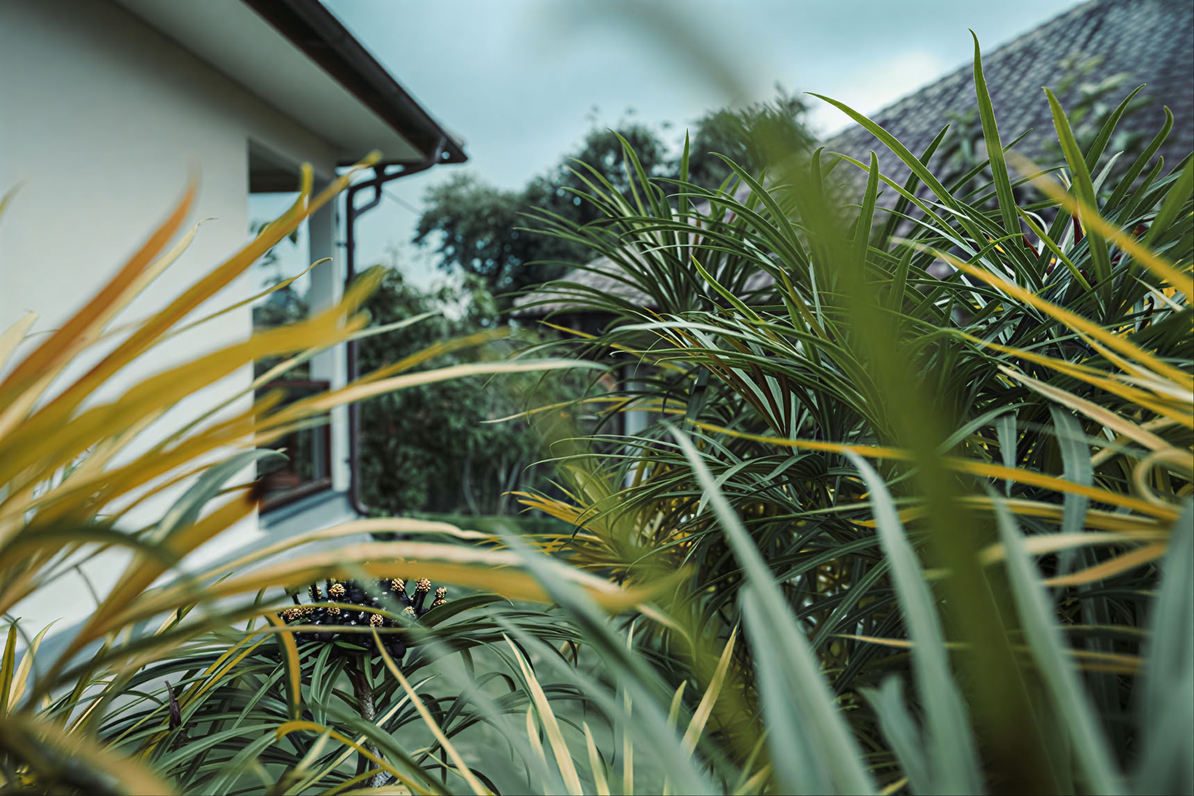 300-uurs yogadocentenopleiding – 26 okt. – 21 nov. 2026