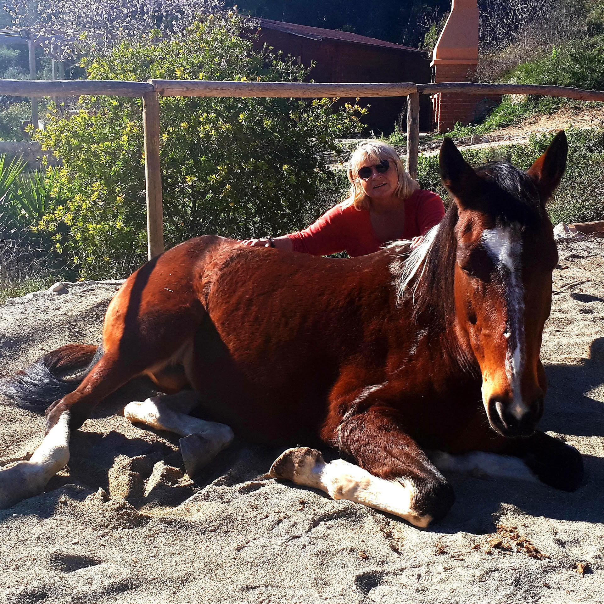 Yoga & Healing met paarden