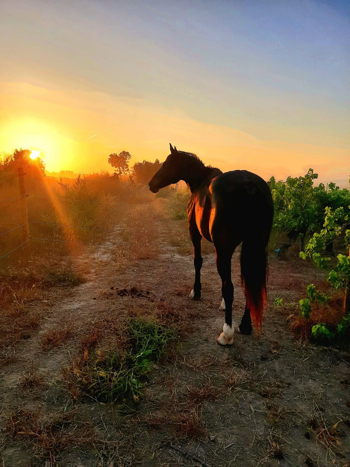 Yoga & Healing met paarden