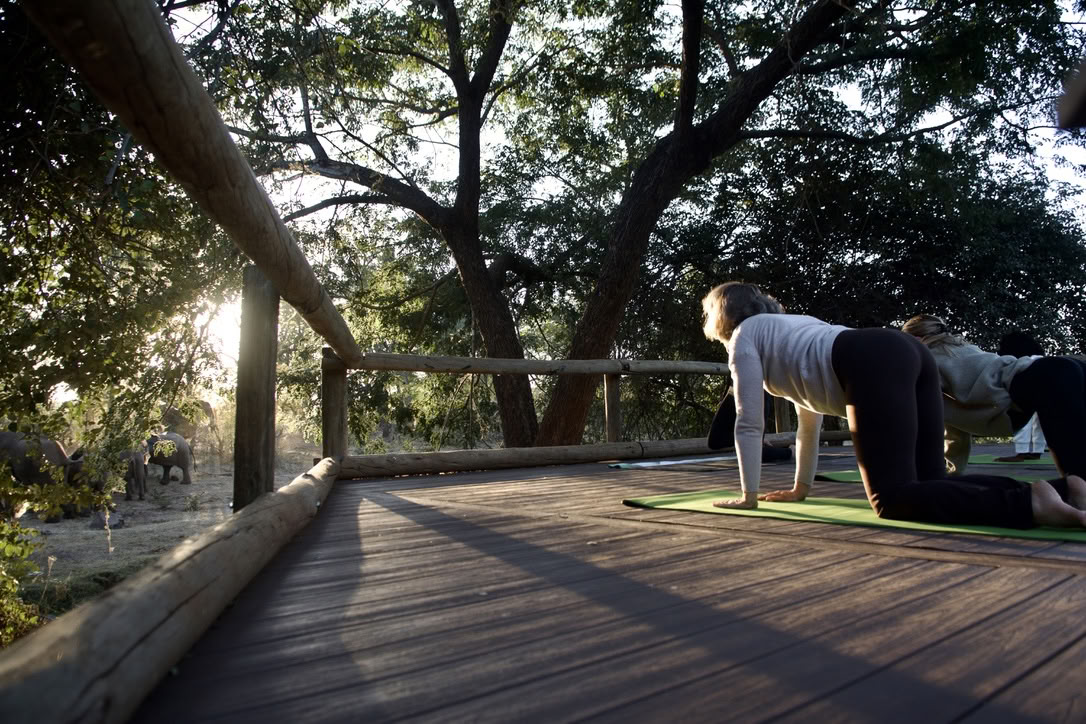 Yoga met olifanten