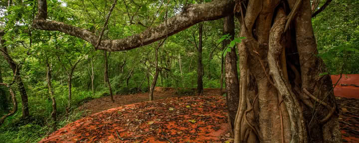 Saundarya Yogaretreat