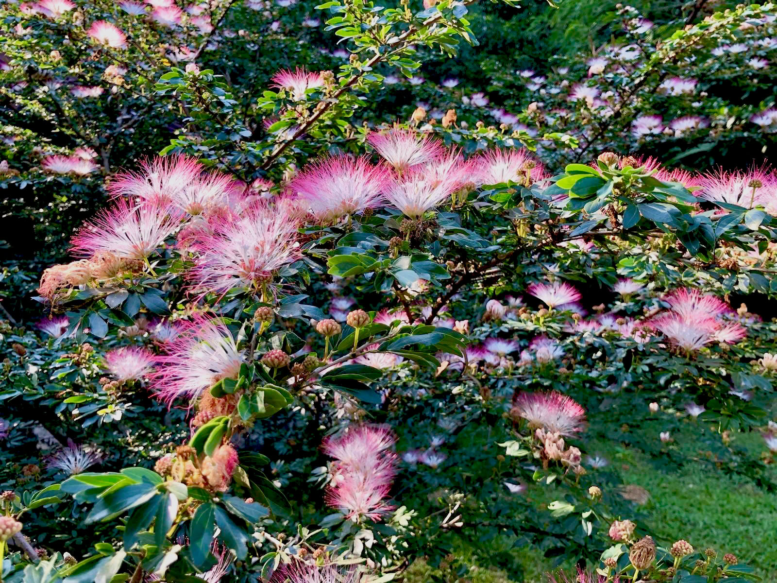 15-daagse meesterplantdieet