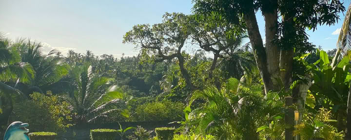 14-daagse ayahuasca-retreat met Flow Brazil Yoga / meditatie en massages