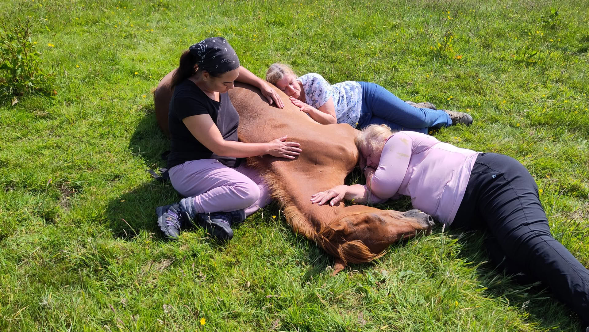 Stille Genezing Met Paarden