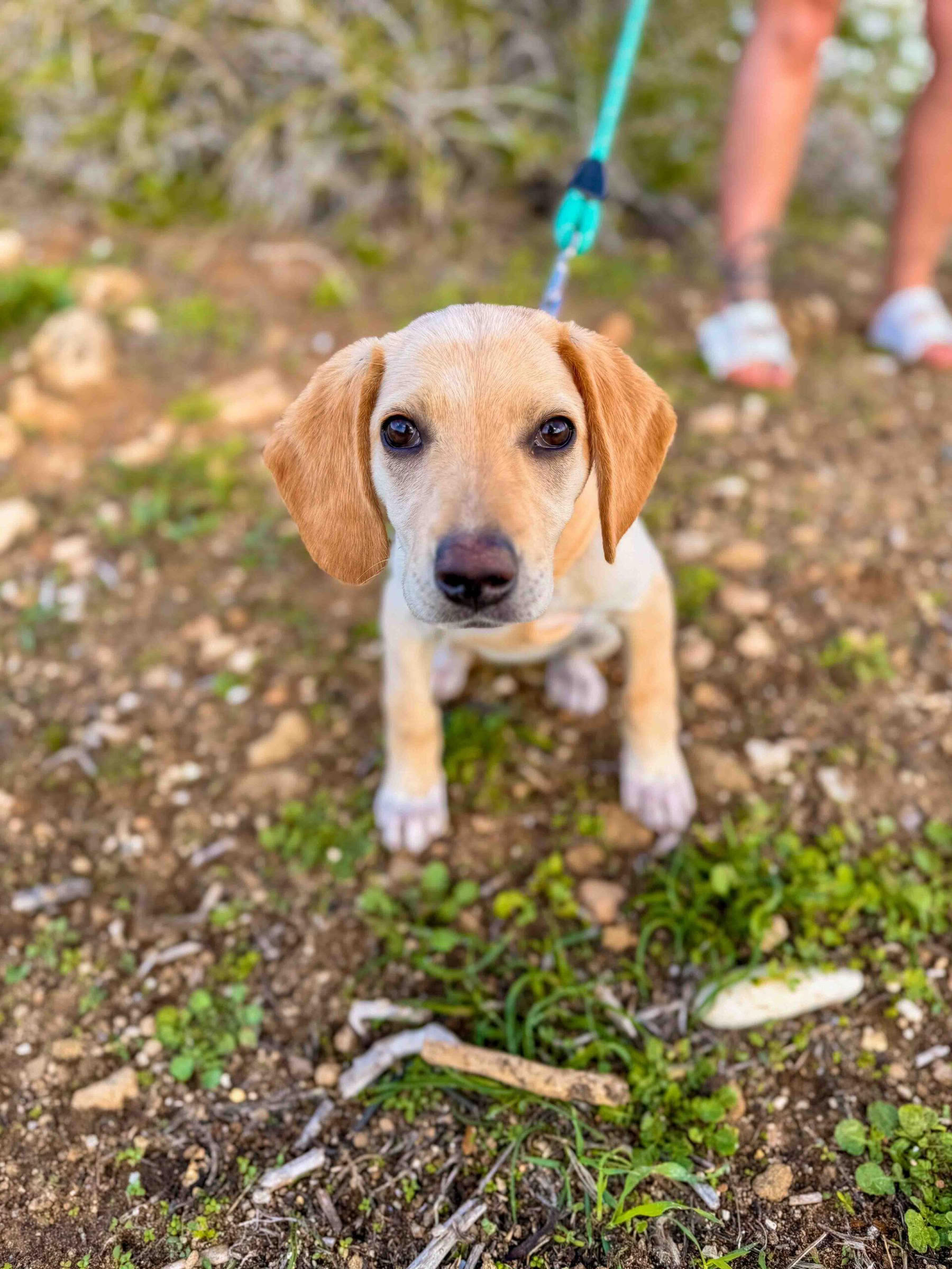 Puppy strandwandeling