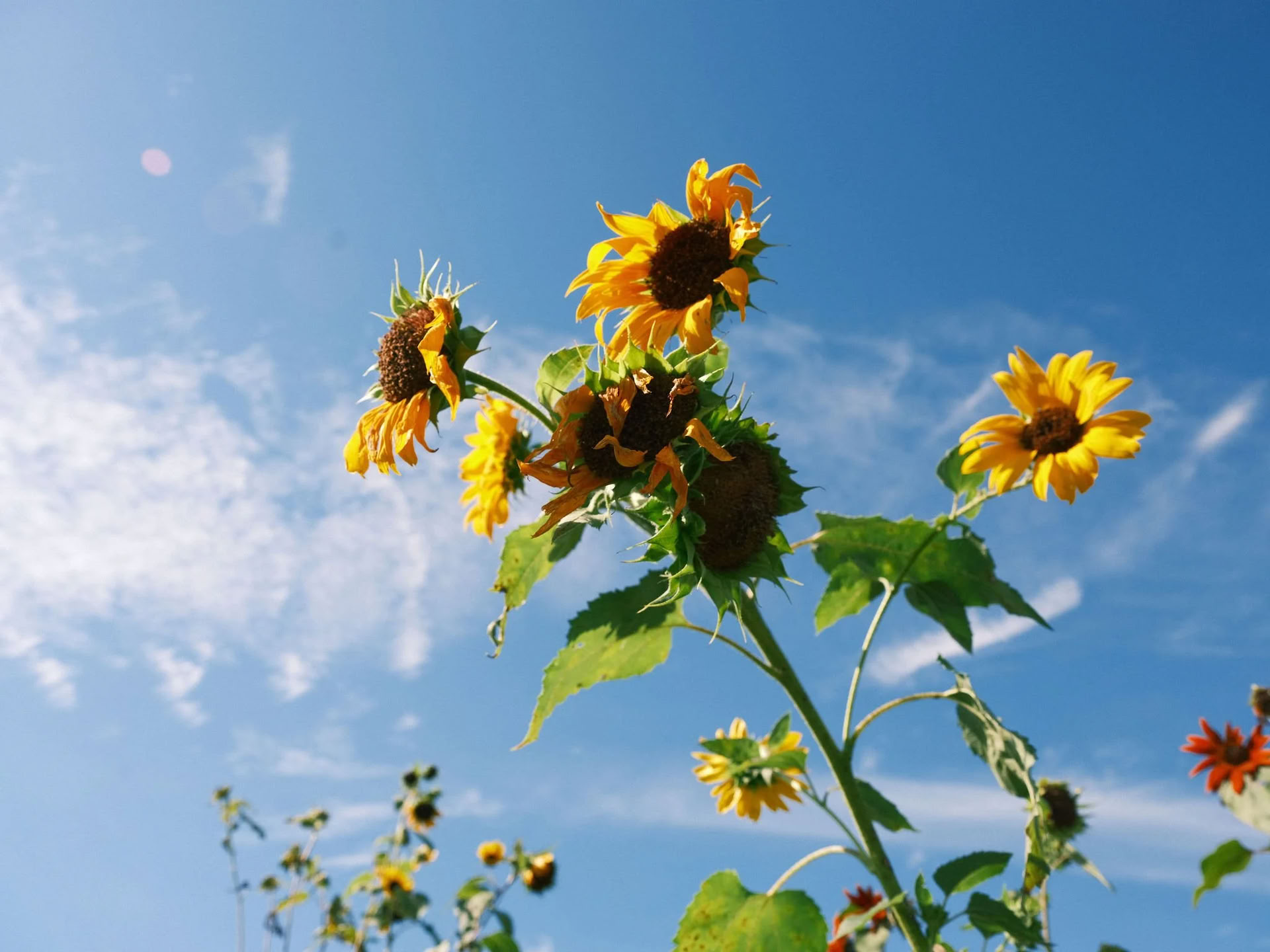Zaterdagochtend Zonnegroet Yoga Flow met Kelly Flowers