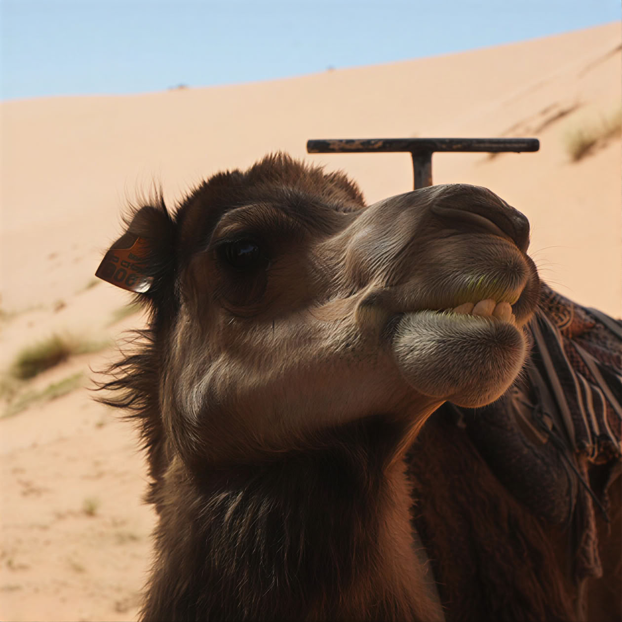 9-daagse yoga- en cultuuretraite in Noord-Marokko – van Casablanca naar Chefchaouen en Tanger – 29 aug - 6 sep