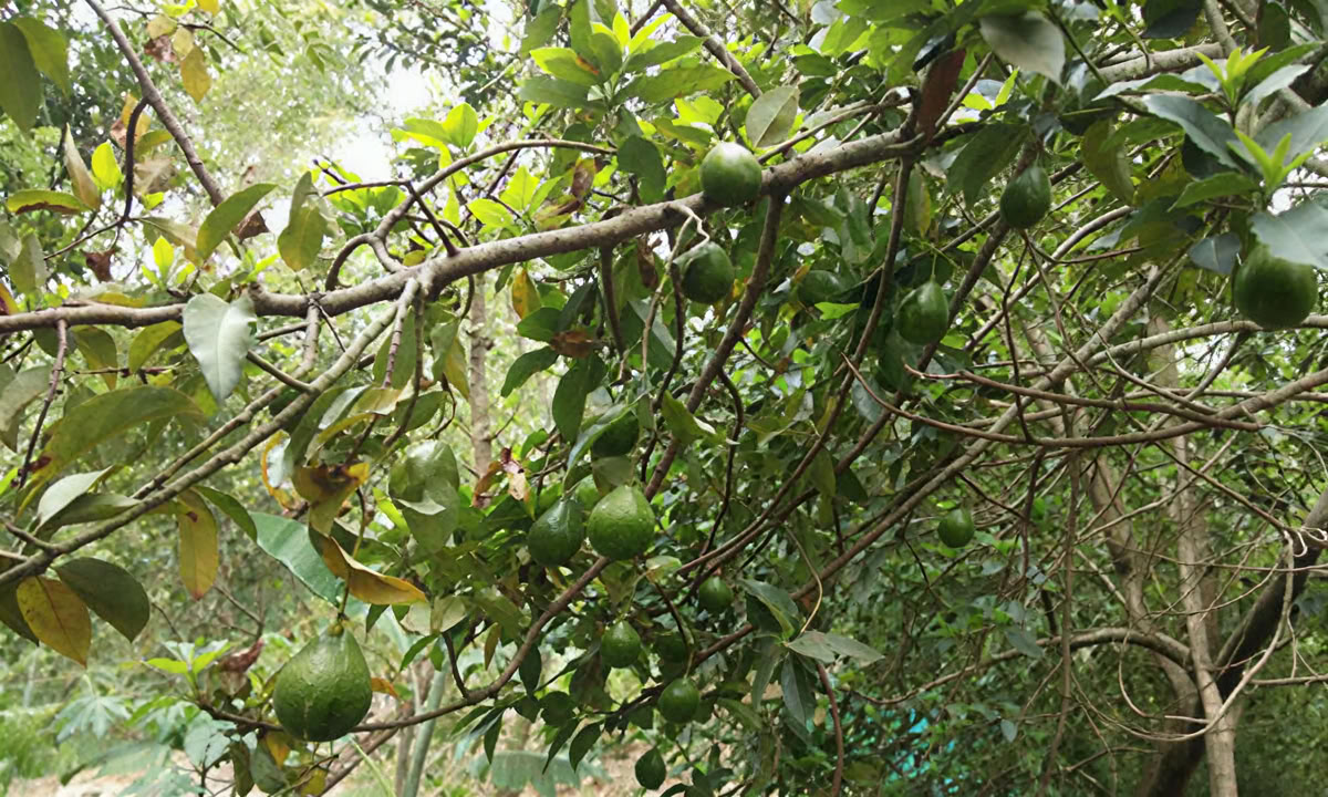 28-daagse Panchakarma-behandeling in Kerala