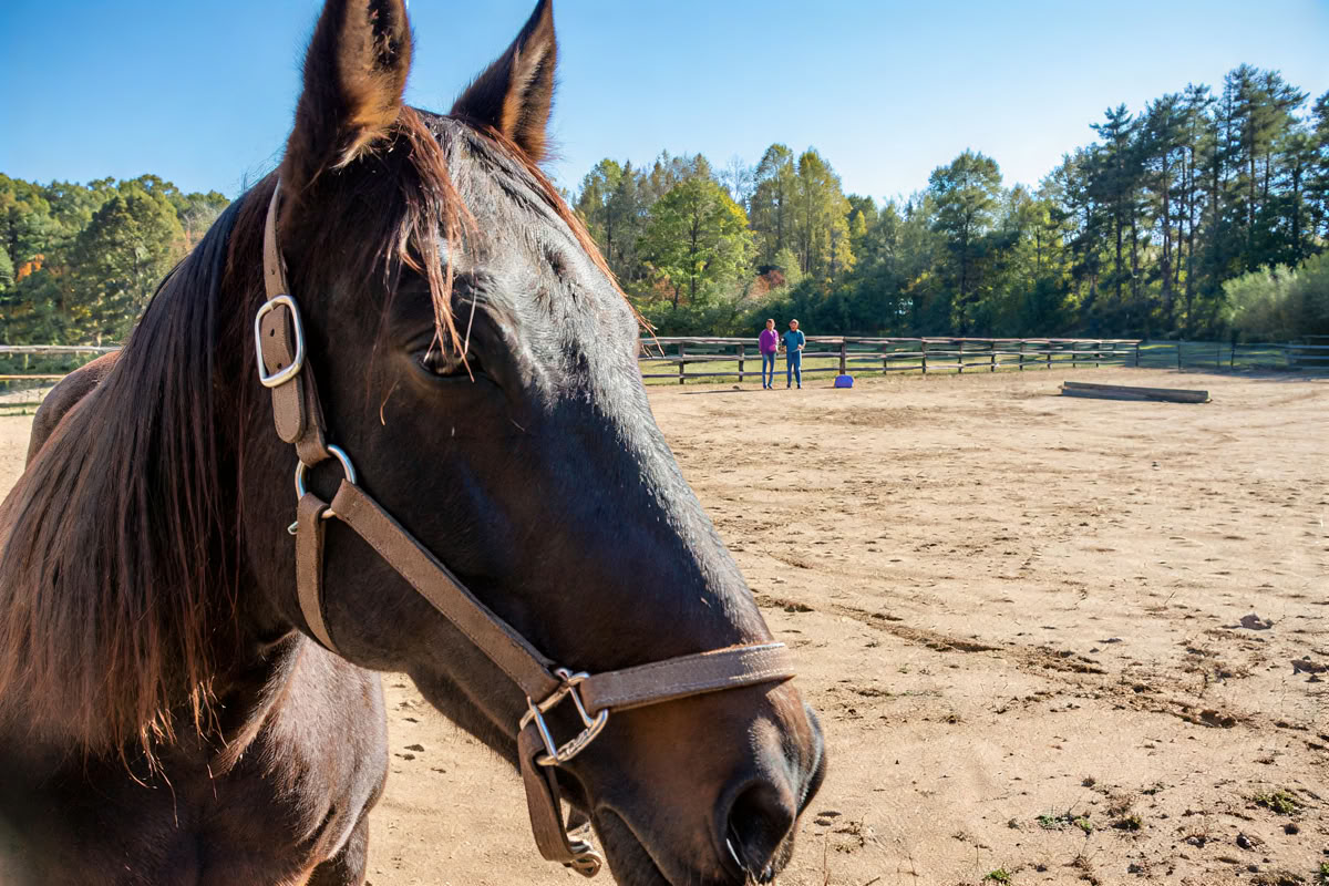 Terugkerende retraites: 4-daagse ervaringsgerichte paardenretraite voor vrouwen op een hoger niveau