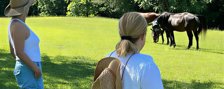 Paardenharmonie: een 3-daagse retraite voor balans en welzijn voor vrouwen